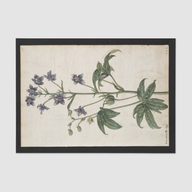 Papel De Seda Lavendar por Jacques de Morgues (Frente )