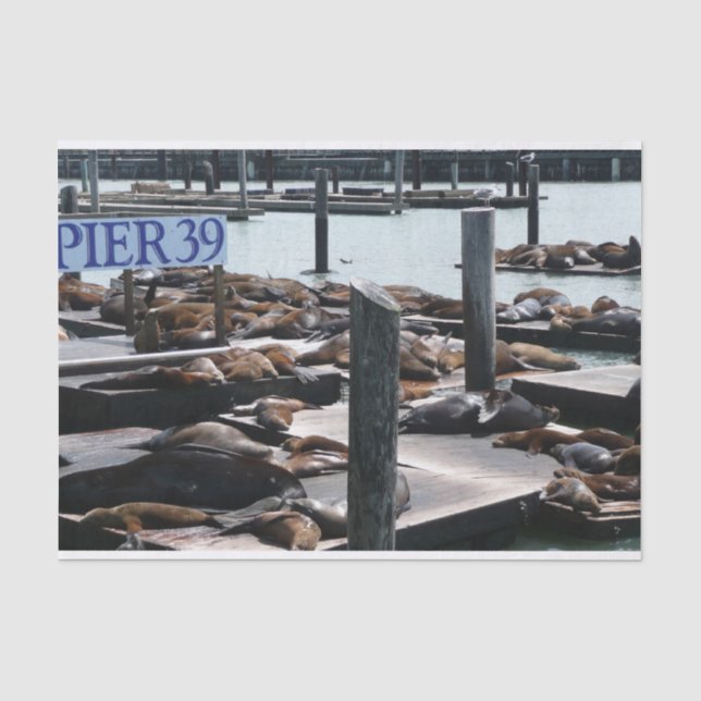 Papel De Seda Leões Marinhos do Pier 39 (Frente )