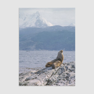Papel De Seda Leões-marinhos no canal de Beagle - Argentina