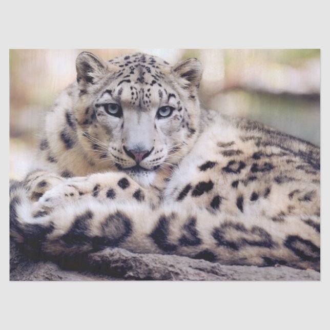 Papel De Seda Leopardo-das-neves Impressionante Deitado (Frente )