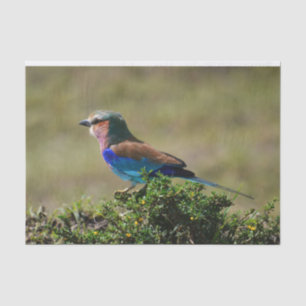 Papel De Seda Lilac Brested Roller Bird