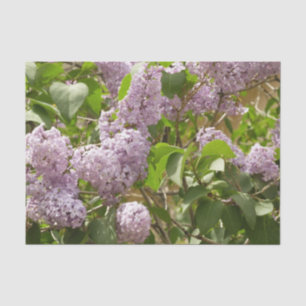 Papel De Seda Lilac Bush Lindas Flores de primavera Roxas