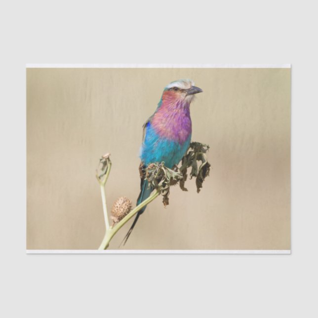 Papel De Seda Lilac rolo torrado (Frente )