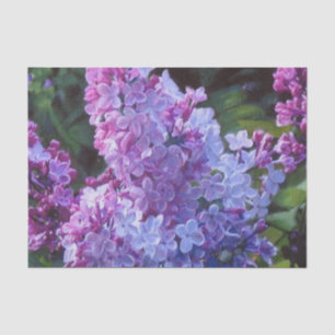 Papel De Seda Lilacs de Lavendar