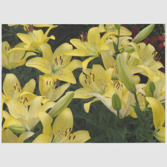 Papel De Seda Lilases Amarelas (Frente )