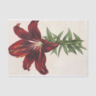 Papel De Seda Lilium Hæ matocroum (Hybridum) por Charles Lemaire
