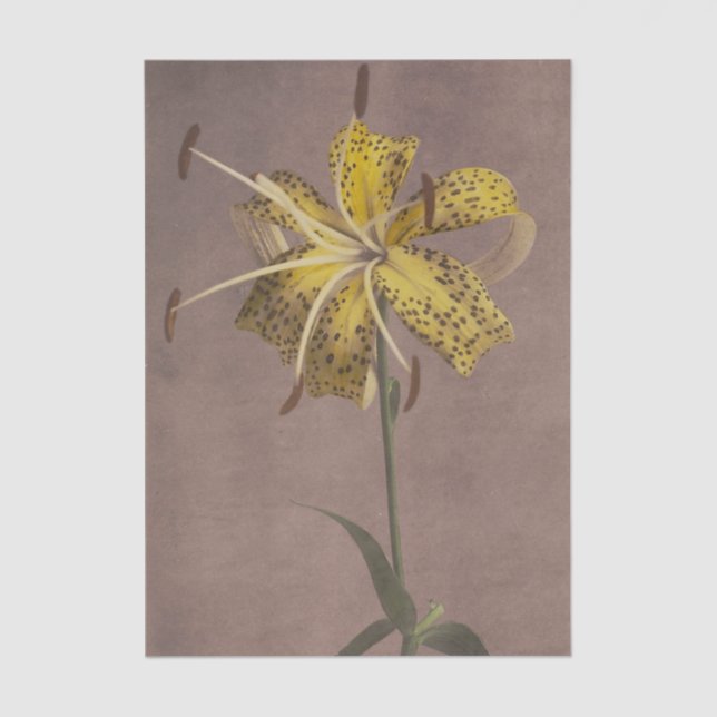 Papel De Seda Lily by Ogawa Kazumasa  (Frente )