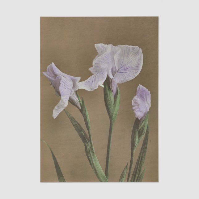 Papel De Seda Lily by Ogawa Kazumasa (Frente )