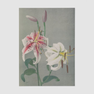 Papel De Seda Lily by Ogawa Kazumasa