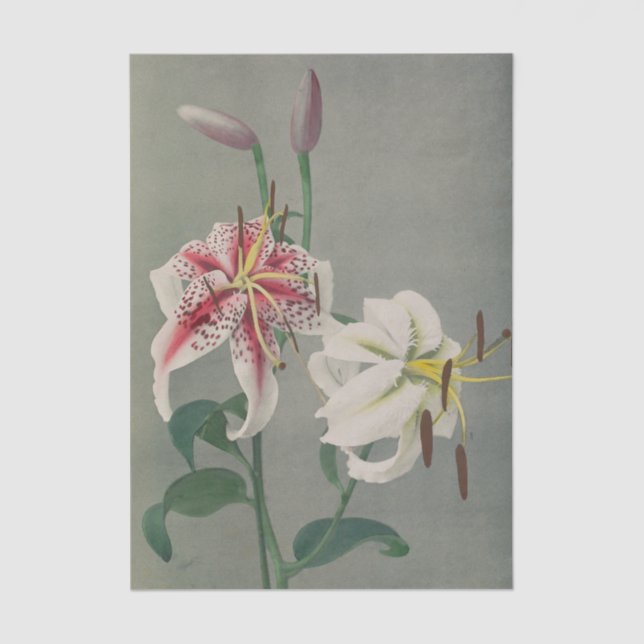 Papel De Seda Lily by Ogawa Kazumasa (Frente )