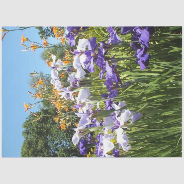 Papel De Seda Lily e Iris Garden Poster (Frente )