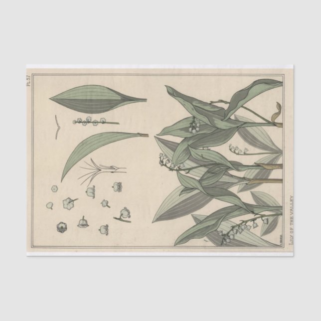 Papel De Seda Lily of the Valley, Eugene Grasset's Botany Series (Frente )