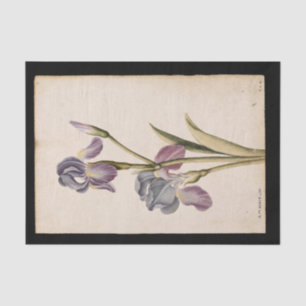 Papel De Seda Lily por Jacques de Morgues