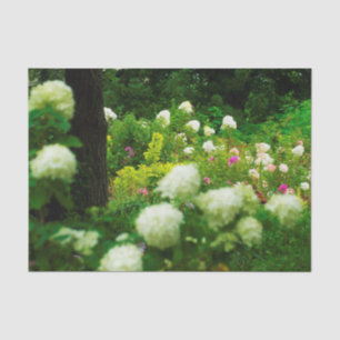 Papel De Seda Limelight Hydrangeas no meu Jardim Rubio