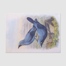 Papel De Seda Linda Ilustração de Aves Azuis Exóticas