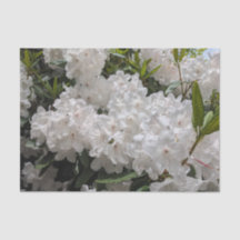 Linda Rhododendron Blooms Floral