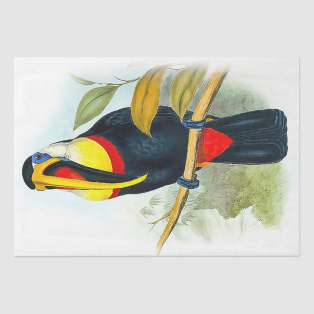 Papel De Seda Linda Vintage Toucan (Frente )