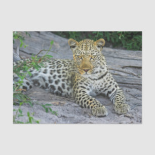 Papel De Seda lindíssima folha de tecido leopardo