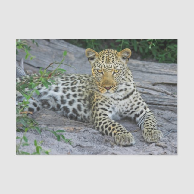 Papel De Seda lindíssima folha de tecido leopardo (Frente )