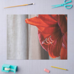 Papel De Seda Lion Vermelho Amaryllis Foto de Flor Adorável
