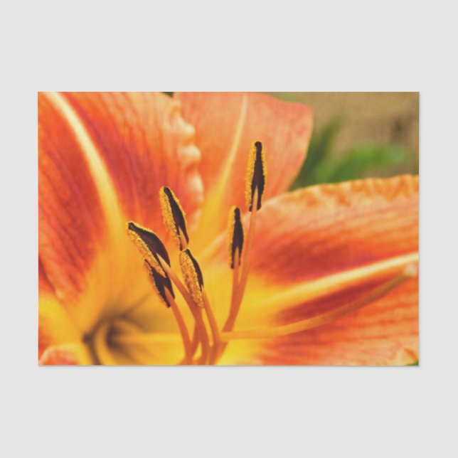 Papel De Seda Lírio-Tigre Laranja (Frente )