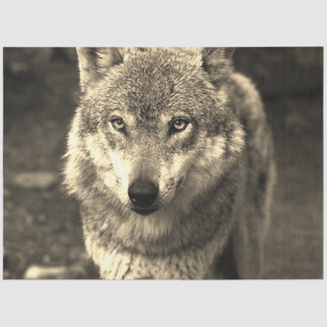 Papel De Seda Lobo 215 (Frente )