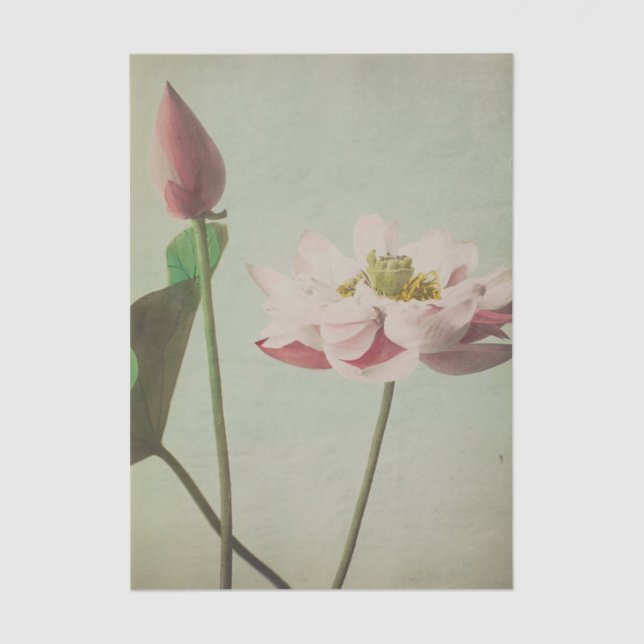 Papel De Seda Lotus by Ogawa Kazumasa (Frente )