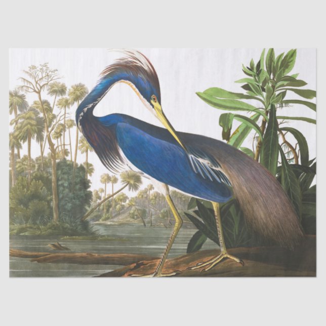 Papel De Seda Louisiana Heron por John James Audubon (Frente )