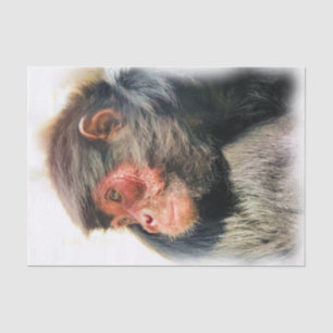 PAPEL DE SEDA MACACO DE ARANHA