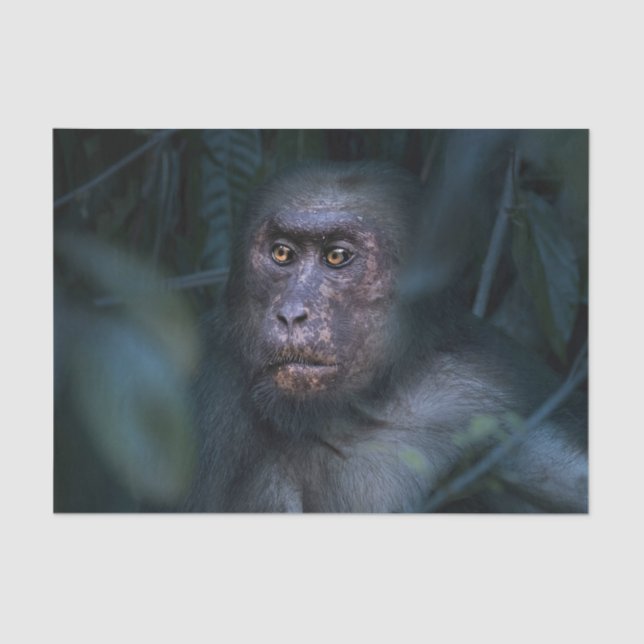 Papel De Seda Macaco na Selva (Frente )