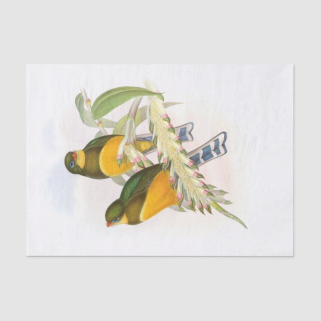 Papel De Seda Macklot's Trogon, Decoupage (Frente )