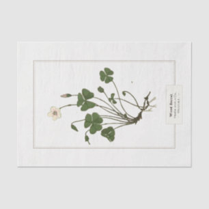 Papel De Seda Madeira comum Sorrel (Oxalis acetosella)
