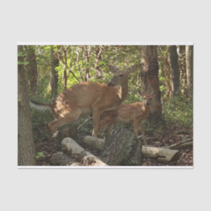 Papel De Seda Madre e bebê veados no Parque Nacional de Shenand