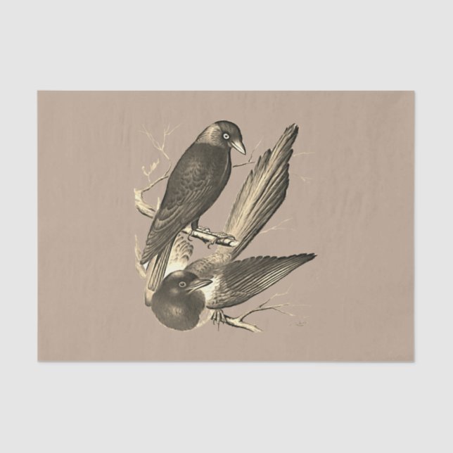 Papel De Seda Magpie e jack daw - sépia (Frente )