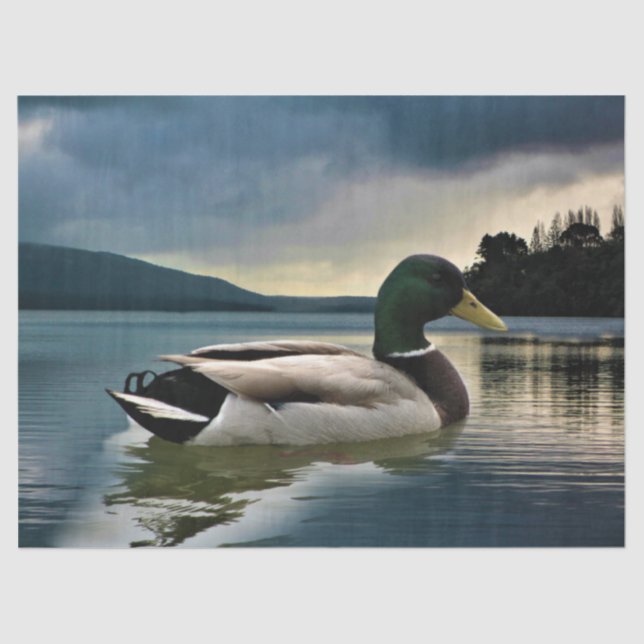 Papel De Seda Mallard Duck No Lago (Frente )