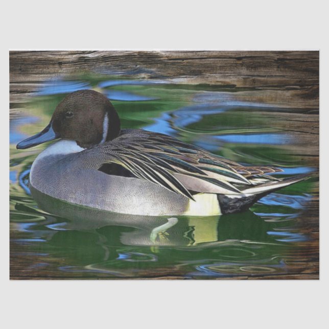 Papel De Seda Mallard Duck No Lago (Frente )