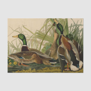 Papel De Seda Mallard Duck - Pincel de Ave Audubon