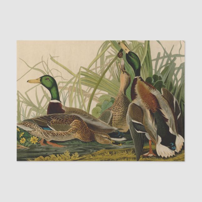 Papel De Seda Mallard Duck - Pincel de Ave Audubon (Frente )