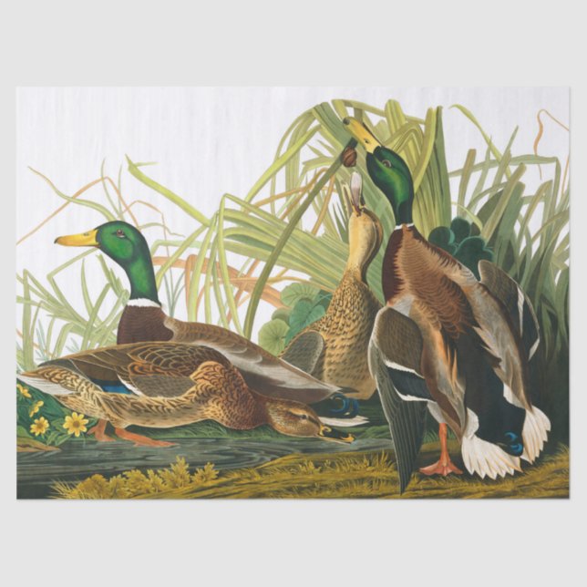 Papel De Seda Mallard Duck por John James Audubon (Frente )