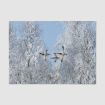 Mallard Ducks Voando Foto de Neve