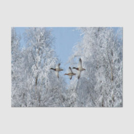 Papel De Seda Mallard Ducks Voando Foto de Neve