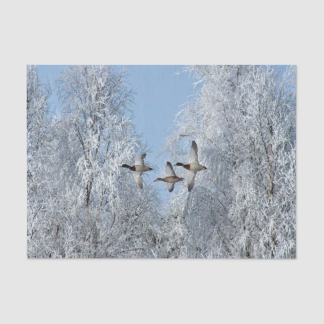 Papel De Seda Mallard Ducks Voando Foto de Neve (Frente )