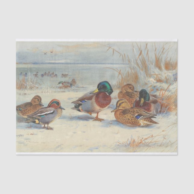 Papel De Seda Mallard e chalé na neve, Aves (Frente )