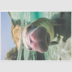 Papel De Seda Manateado ruidoso do oceano Whimsical