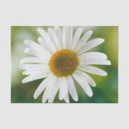Papel De Seda Margarida Branca de Oxeye - Leucanthemum vulgare