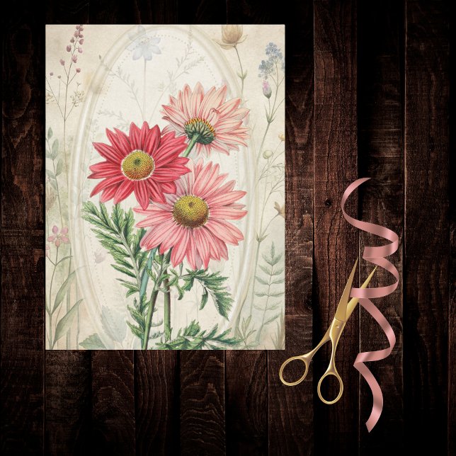 Papel De Seda Margarida Pintada de Rosa Pyrethrum Botânico Flora (Criador carregado)
