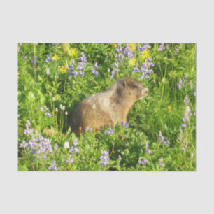 Papel De Seda Marmot no Monte Rainier Wildflower