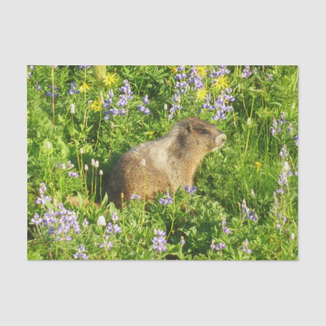 Papel De Seda Marmota nas Flores Silvestres do Monte Rainier (Frente )
