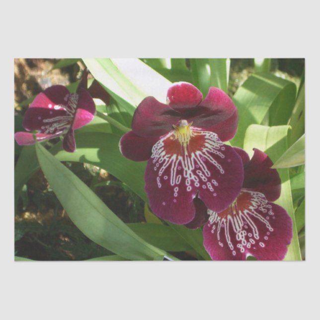 Papel De Seda Maroon Orchids II Elegante Floral (Frente )