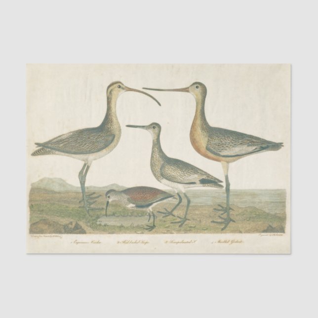 Papel De Seda Marsh Bird Curlew Snipe Birding (Frente )